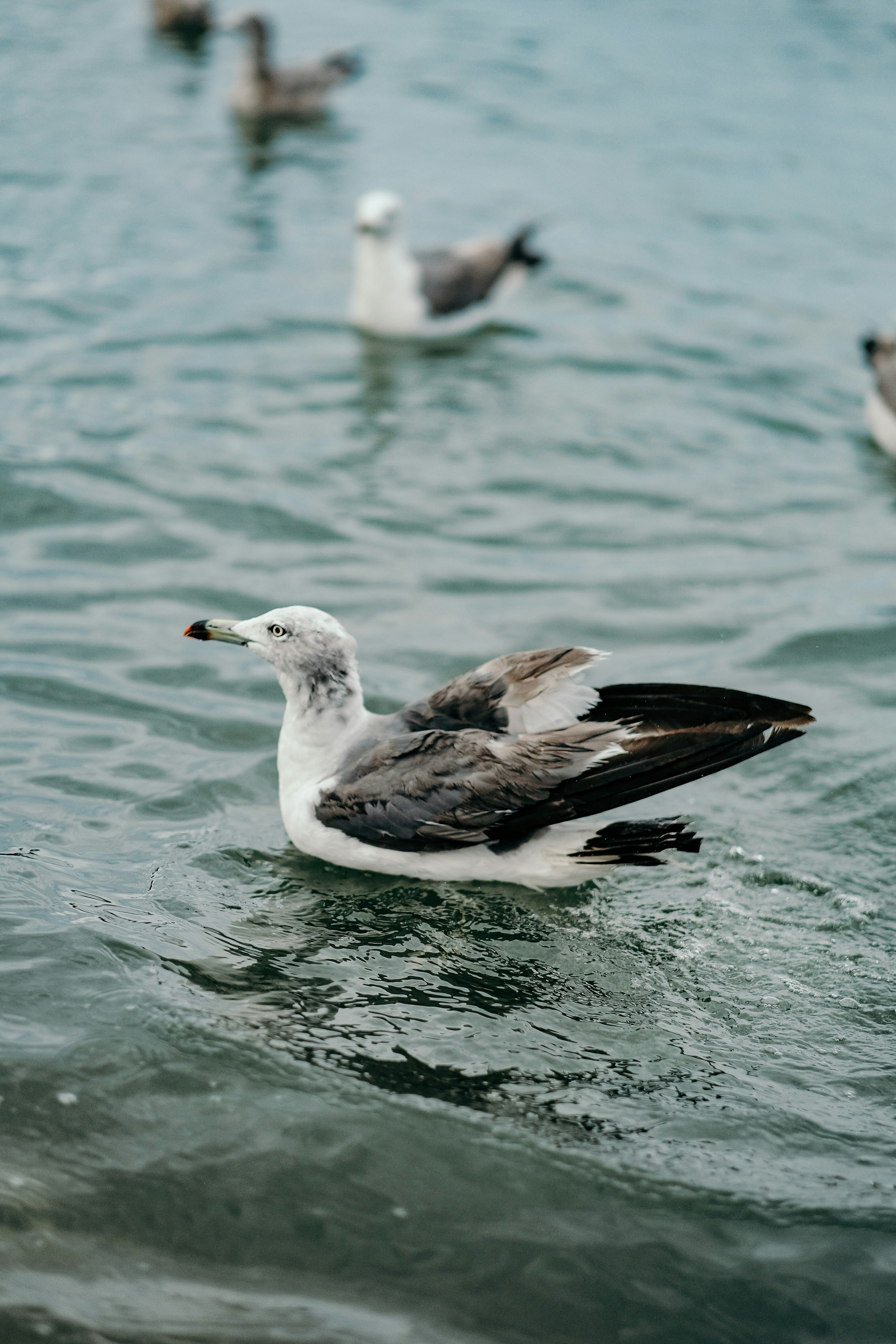 white and brown bird on water during daytime